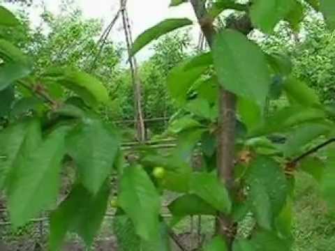 Primăvara la Pădureni-Jariştea