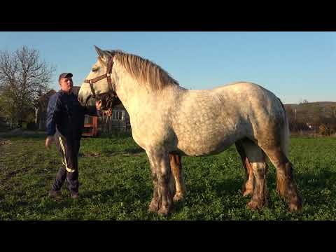 Caii lui Calin de la Ciceu Mihaiesti Bistrita Nasaud - 2020 Nou!!!