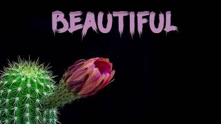 Shiselon - BEAUTIFUL │ Dropping 07.07.17 (@Shiselon)