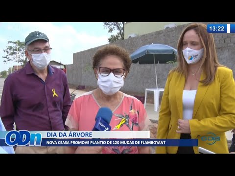Nova Ceasa promove plantio de 120 mudas de Flamboyant 21 09 2021