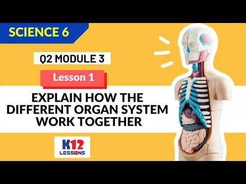 Science 6 Quarter 2 Module 3 Lesson 3 - Explain How the Different Organ System Work Together