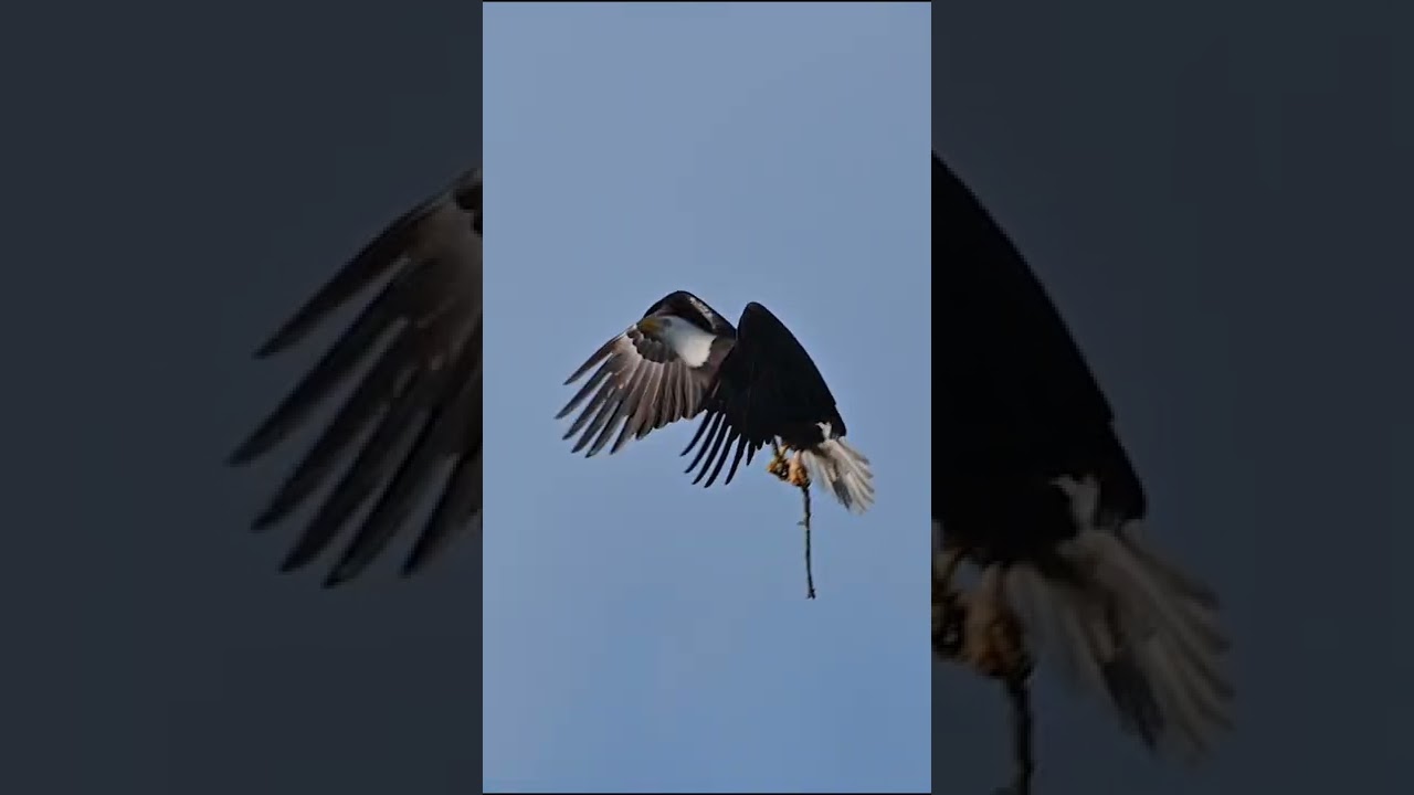 Master Builder ❤️🦅! #eagle #baldeagle #trsp