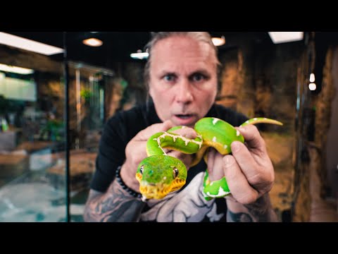 UNBOXING AN AMAZON BASIN TREE BOA FOR THE REPTILE ZOO BUILD!! | BRIAN BARCZYK