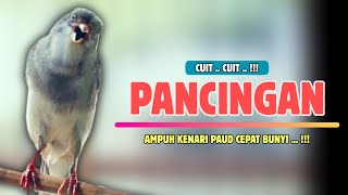 Download lagu Cuit Cuit GACOR❗Pancingan KENARI PAUD Belajar Bunyi Cocok Untuk Kenari Belajar Bunyi Ngeriwik |597 mp3 Download lagu Cuit Cuit GACOR❗Pancingan KENARI PAUD Belajar Bunyi Cocok Untuk Kenari Belajar Bunyi Ngeriwik |597 mp3