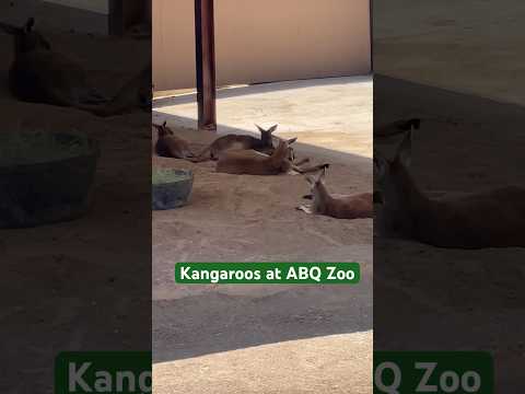 Kangaroos at Abq Zoo! Abq zoo part 6! #trending #shorts #viral