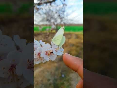 A Butterfly pollinating Apricot flower| Natural Pollinators. #shortsfeed #nowruz #shorts