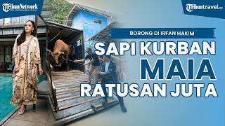 Jenisnya Langka Harga Ratusan Juta, Intip Penampakan Sapi Jumbo Maia Estianty, Dibeli di Irfan Hakim