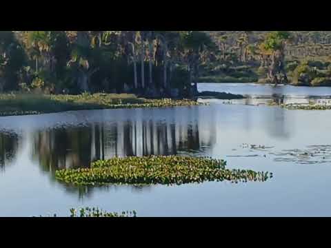 “Brejo bonito no interior do Piauí 🌿💧Natureza viva e tranquila”