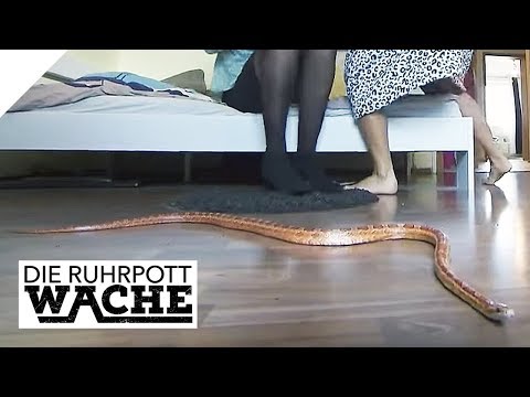 Poisonous snake in a package: Sender is your own friend | Bora Aksu | The Ruhrpott Police | SAT.1 TV