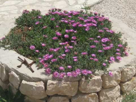 Đani Maršan - Mendula