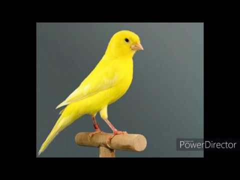 2 HORAS DE PURO CANTO - CANARIO BELGA - CANARY SINGING