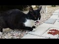 Hungry Tuxedo Stray Cat Is Eating Some Dry Food Helping Stray Cats
