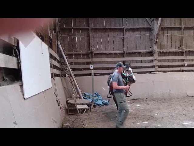 JUMENT PAINT HORSE