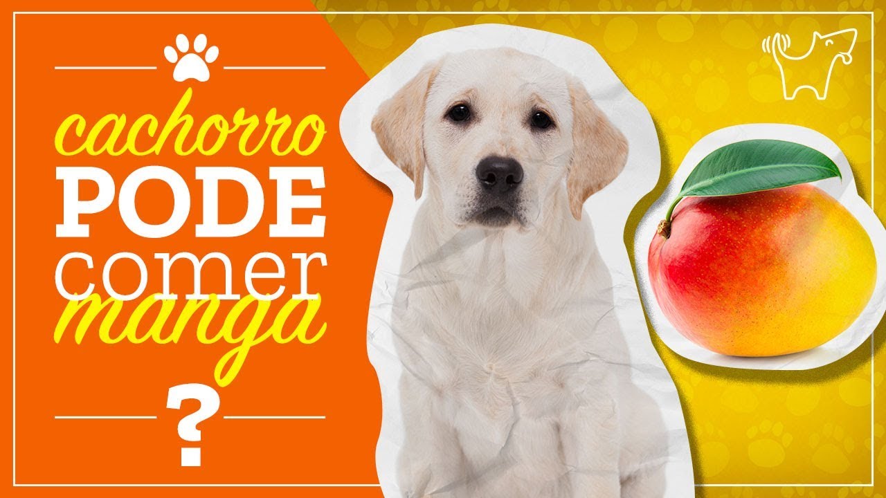 Watch Now CACHORRO PODE COMER MANGA MANGA FAZ MAL PARA CACHORRO CACHORRO PODE COMER MANGA MANGA FAZ MAL PARA CACHORRO