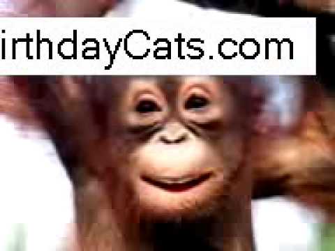 Jesma Animals & Animales - Happy Birthday - E Funny Entertainment TV