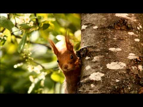 TÒR MÒR - Thomas Loefke and Acoustic Eidolon