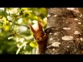 TÒR MÒR - Thomas Loefke and Acoustic Eidolon
