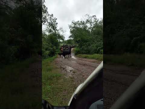 Vacada Embodocada😲(Cambaisinho) Santa Margarida do Sul 🤠