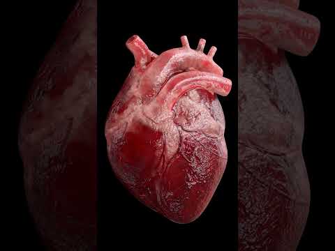 Real Heart❤️ Beat🫣🫣 | (3D Animation) #heart