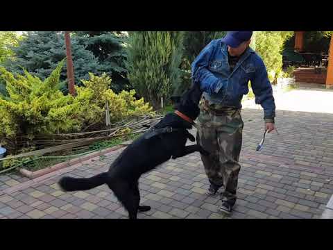 PAX Last Hathy. Работа на скрытую амуницию. Первое занятие.