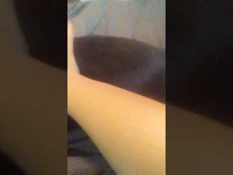 Sylvester gose silent. Talking kitty cat 64