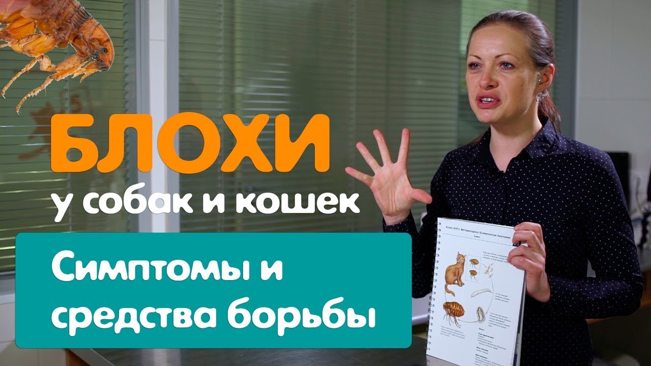 Блохи у собаки и кошки.  Виды, основные признаки, средства борьбы и меры профилактики