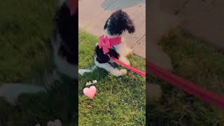 Cavachon Puppies Videos