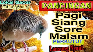 Download lagu The local dove fishing master Gayer makes a special big sound mp3