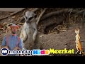 Blippi Learns The Types Of Zoo Animals Learn With Blippi Moonbug Kids