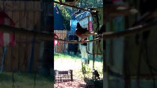 A look at some of the pigeons