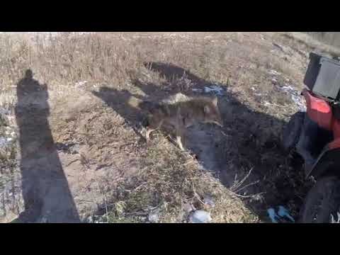 Peekaboo Coyote Trapping Double