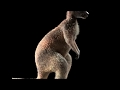 Kangaroo Animal 3d Model