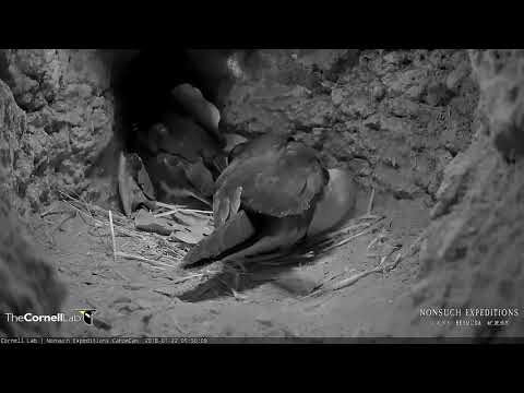 Female Returns To The Cahow Nesting Burrow – Jan 22, 2018