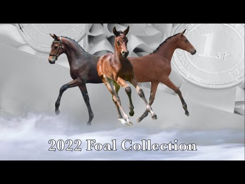 2022 Foal Collection from CCI5* damlines with Contendro, Upsilon, Heraldik, Grafenstolz genetics