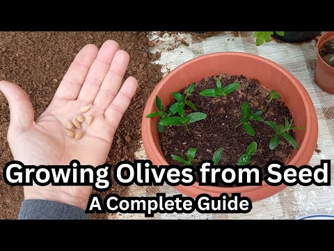 Growing Olives from Seed: A Complete Guide🌳#olive #olives #gardening #gardeningtips #seedstarting