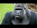 GORILLAS ARE AMAZING