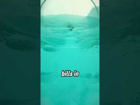 Why Filling a Pool Costs $3000 in the U S  💸🏊