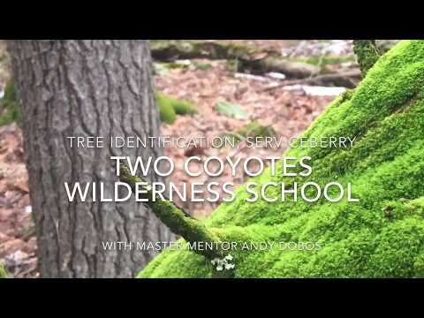 Tree Identification; SERVICEBERRY