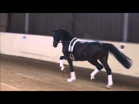 2012 Oldenberg Stallion by Taloubet Z x Christo