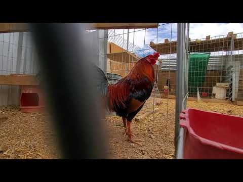 Gilliam Roundhead Crossed Cock With Pure Foster Kelso Hen...