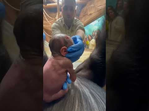 New day shines on a tiny gorilla dreamer