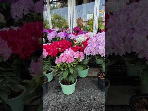 ツツジに水をやる方法は？シャクナゲの水やりにシートを貼って成功！  庭園