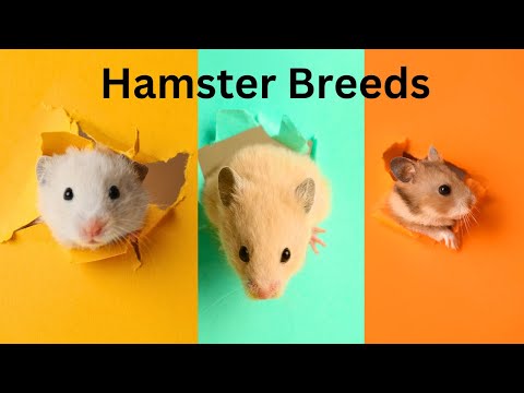 These are the 5 Hamster Breeds: Which One Should You Get?