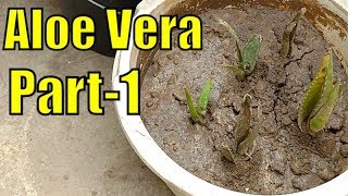 How to Grow Aloe Vera Plant Perfectly 23-March-2019 ( Part-1)