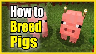 How to BREED Pigs in Minecraft & Feed them (Easy Method!)