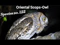 Oriental Scops Owl Otus Sunia 19 Cm Location Asaam