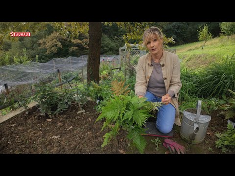 Škola vrtlarstva - ljepota paprati