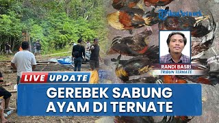 Penggerebekan Sabung Ayam di Ternate, Polisi Tangkap 18 Terduga Pelaku dalam Operasi Penertiban