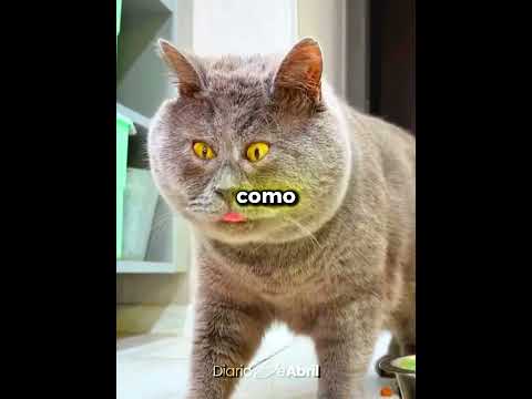 Este gato tenía síndrome de Down… 🥺🐱 #shorts
