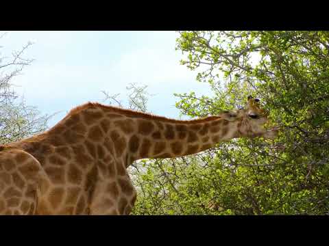 Giraffe and Zebra and Wildebeest - Amazing & Beautiful Interaction